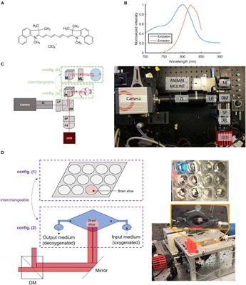 Optimization of Near-Infrared Fluorescence Voltage-Sensitive Dye Imaging for Neuronal Activity Monitoring in the Rodent Brain